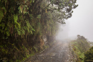 image of a road in the amazon