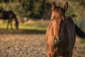 A brown horse in a tranquil rural landscape, featuring trees in the background