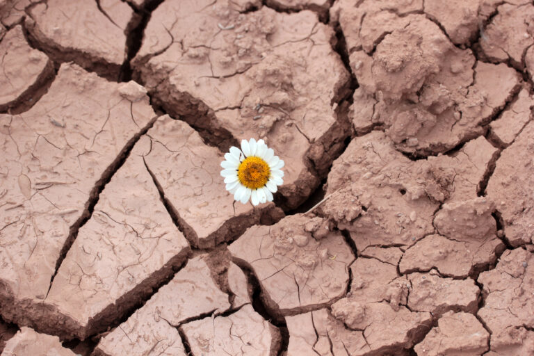 dry soil with daisy flower